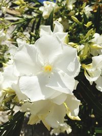 Close-up of white flowers
