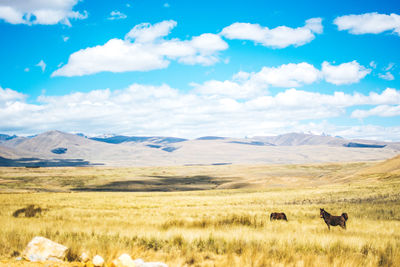 Sheep on field against sky