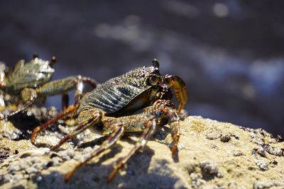 Close-up of lizard on rock