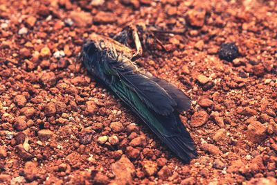 soil