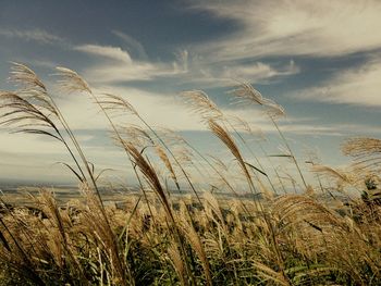 Close-up of grass against sea