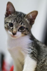 Close-up portrait of a cat