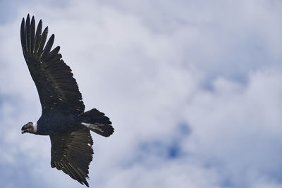 Andean condor, vultur gryphus, soaring over the colca canyon in the andes of peru close to arequipa