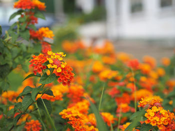 Close-up of marigold flowers blooming outdoors