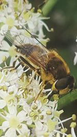 Close-up of bee on flower