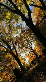 Low angle view of tree