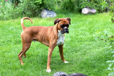 Portrait of dog standing on grass