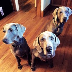 Portrait of dog on floor