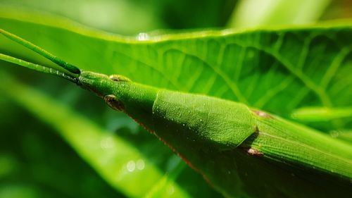 Close-up of green leaves