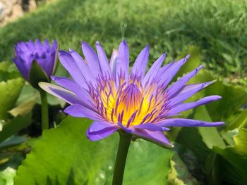 Close-up of purple water lily in pond