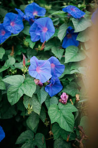 High angle view of purple flowering plants