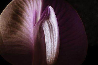 Close-up of purple crocus flower against black background