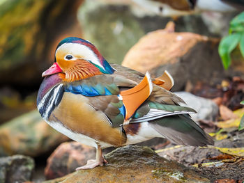 Close-up of bird perching on rock