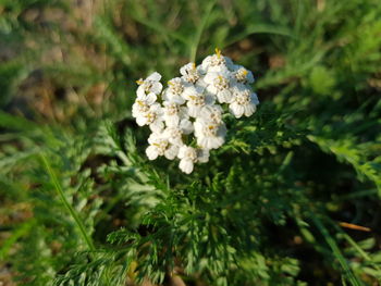 Close-up of white flowering plant