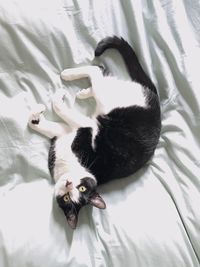 High angle view of cat sleeping on bed