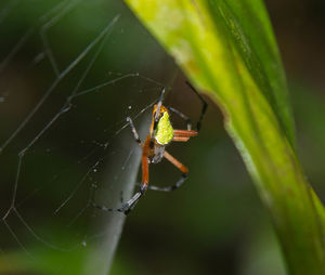 Close-up of spider on web