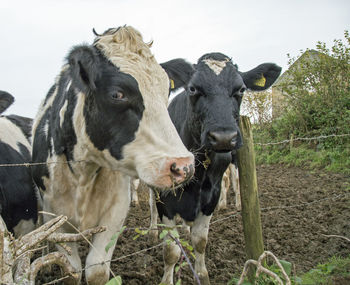 Close-up of cow on field against sky