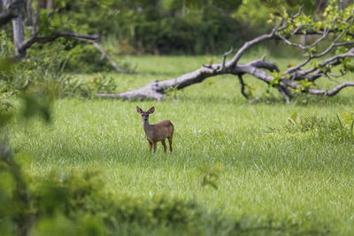 Deer standing on field