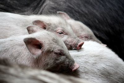 Close-up of piglets on pig