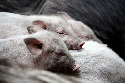 Close-up of sheep