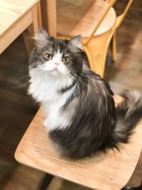 Portrait of cat sitting on table