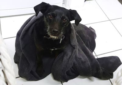 Close-up of black puppy sitting