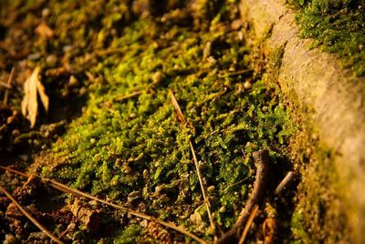 Plants growing in forest