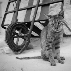 Portrait of cat sitting outdoors