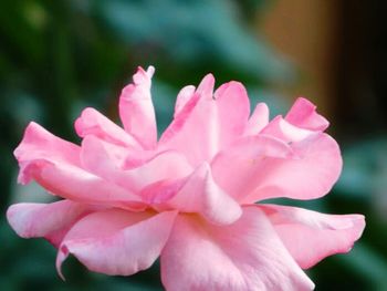 Close-up of pink flower blooming