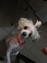 Close-up portrait of dog standing on floor