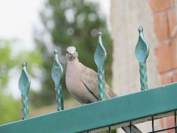 Close-up of birds perching on railing against wall