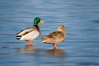 Ducks on a lake