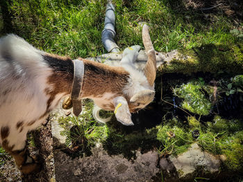 High angle view of a cat