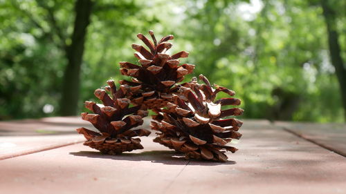 Close-up of pine cone on table