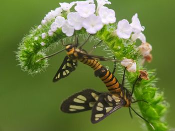 Close-up of butterfly pollinating on flower