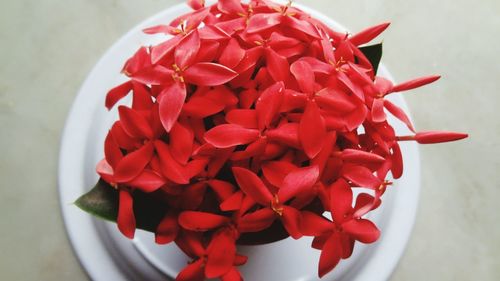 Close-up of red flowers blooming outdoors