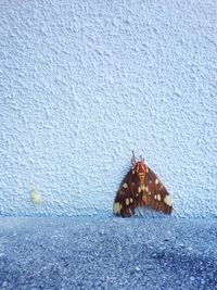 Close-up of moth on wall