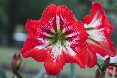 Close-up of red flowering plant