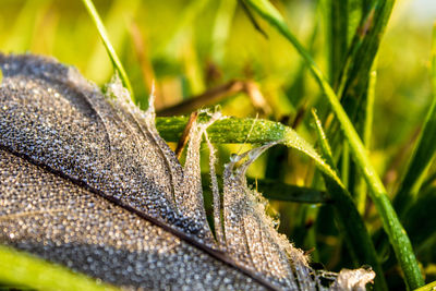 Close-up of a feather covered in dew