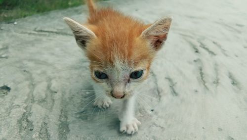 Close-up portrait of cat