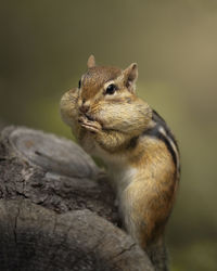 Close-up of squirrel