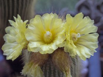 Close-up of yellow flower
