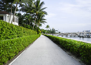 Road amidst plants against sky