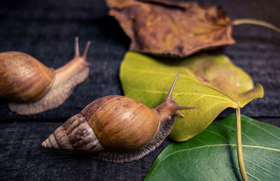 Close-up of snail on leaves