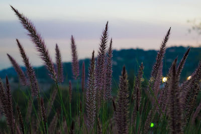 Close-up of plants growing in field