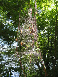 Low angle view of spider web on tree in forest