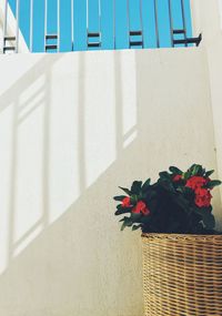 Low angle view of potted plants against white wall