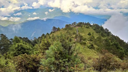 Scenic view of forest against sky