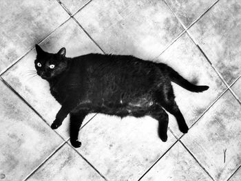 High angle view of black cat on tiled floor
