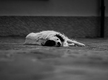 Surface level of dog sleeping on floor